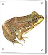 Green Frog Acrylic Print