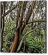 Gum Tree In Grunge #2 Acrylic Print