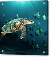 Hawksbill Sea Turtle #2 Acrylic Print