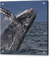 Humpback Whale Breaching Prince William #2 Acrylic Print