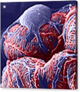 Kidney Glomerulus, Sem Acrylic Print