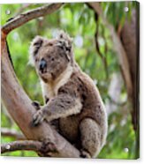 Koala (phascolarctos Cinereus #2 Acrylic Print
