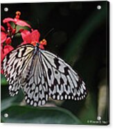 Large Tree Nymph Butterfly #3 Acrylic Print