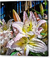 Lilies Out Of The Shadows Acrylic Print