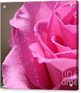 Long-stemmed Pink Rose #4 Acrylic Print