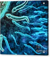 Microscopic View Of Sperm Swimming #2 Acrylic Print