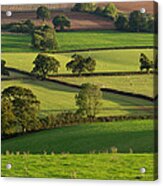 Mid Devon Fields #2 Acrylic Print