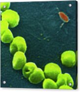 Neisseria Gonorrhoeae Bacteria #2 Acrylic Print