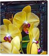 Orchid Flowers Growing Through Old Wooden Picture Frame #2 Acrylic Print