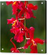 Orchid From Finca Dracula #2 Acrylic Print