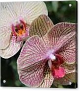 Orchid Two #2 Acrylic Print