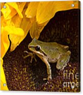 Pacific Treefrog On Sunflower #3 Acrylic Print