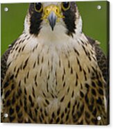 Peregrine Falcon Portrait Ecuador #2 Acrylic Print