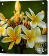 Fragrant Plumerias Acrylic Print