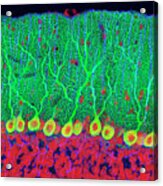 Purkinje Nerve Cells In The Cerebellum Acrylic Print