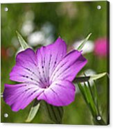 Agrostemma Githago Acrylic Print