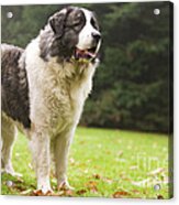 Pyrenean Mastiff #2 Acrylic Print