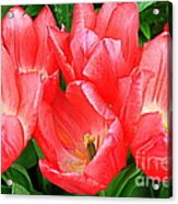 Tulips Radiant In Pink Acrylic Print