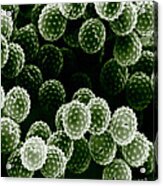 Ragweed Pollen Sem #2 Acrylic Print