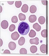 Red And White Blood Cells Lm #1 Acrylic Print