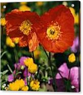 Red Poppies #2 Acrylic Print