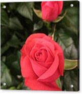 Roses In Red #2 Acrylic Print