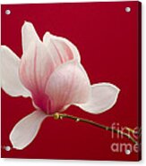 Saucer Magnolia Acrylic Print