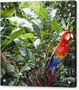 Scarlet Macaw Acrylic Print