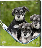 Schnauzer Puppy Dogs #2 Acrylic Print