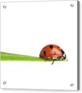 Seven-spot Ladybird #2 Acrylic Print