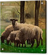 Sheep Family #2 Acrylic Print
