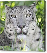 Snow Leopard Acrylic Print