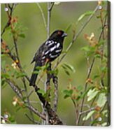 Spotted Towhee Acrylic Print