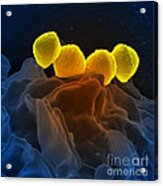Streptococcus Pyogenes Bacteria Sem #3 Acrylic Print