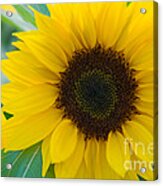 Sunflower #2 Acrylic Print