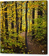 The Magic Forest  #1 Acrylic Print