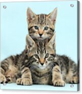 Two Tabby Kittens #2 Acrylic Print