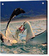 Wandering Albatross #2 Acrylic Print