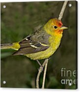 Western Tanager #2 Acrylic Print
