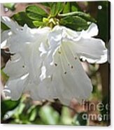 White Azalea Acrylic Print