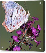 White Peacock Butterfly #2 Acrylic Print