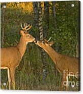 White-tailed Deer #45 Acrylic Print