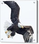 Bald Eagle #229 Acrylic Print