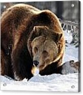 229p Grizzly Bear Acrylic Print
