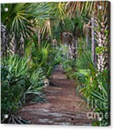 24- Everglades Trail Acrylic Print