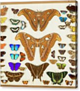 Wallace Collection Butterfly Specimens #23 Acrylic Print