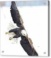 Bald Eagle #236 Acrylic Print