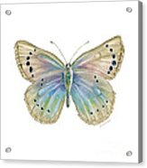 25 Alexis Butterfly Acrylic Print