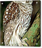 Barred Owl #26 Acrylic Print