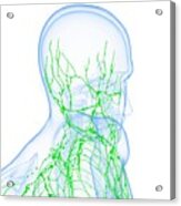 Male Lymphatic System #29 Acrylic Print
